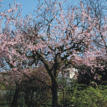 Orto botanico di Ferrara